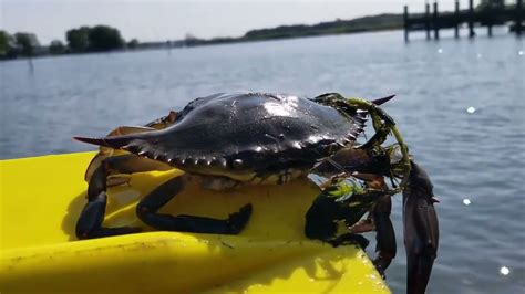 by Will Sirotnak <b>Report</b> Connecticut Fishing <b>Report</b>- July 7, <b>2022</b> Trophy stripers remain in the L. . Ct blue crab report 2022
